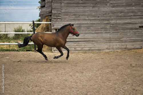 Скачущая лошадь