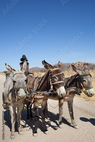 Fototapeta Naklejka Na Ścianę i Meble -  Carretto Kalahari tre cavalli