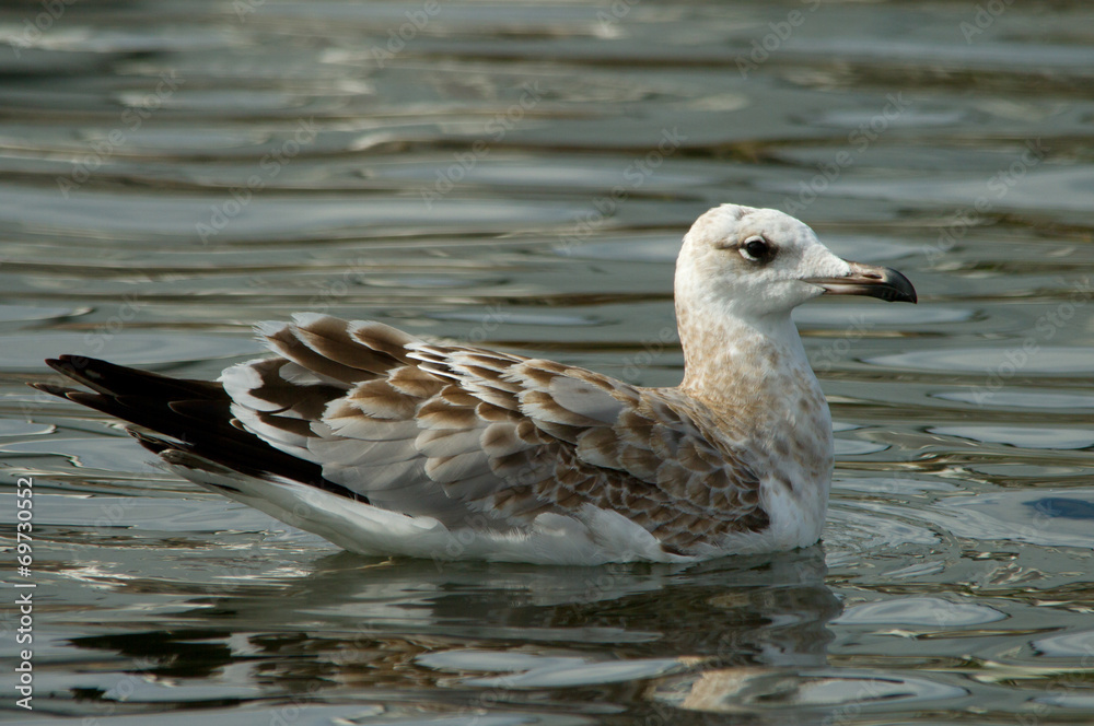 Pallas's gull