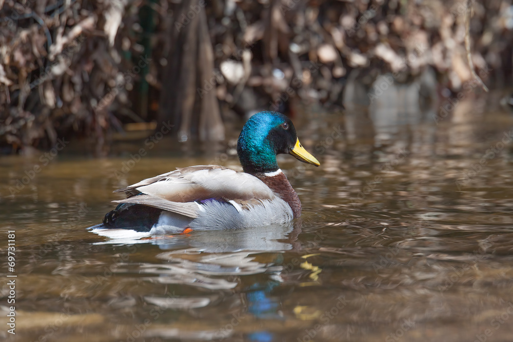 Duck swimming in pond