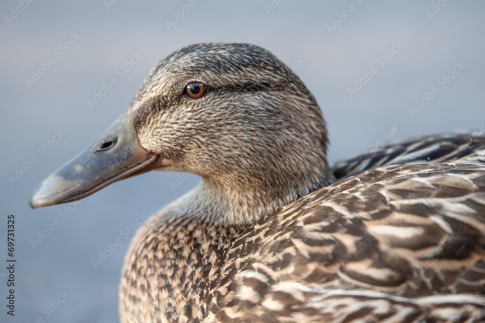 Female mallard close up