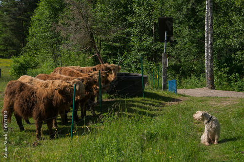 Cow vs dog 1 photo