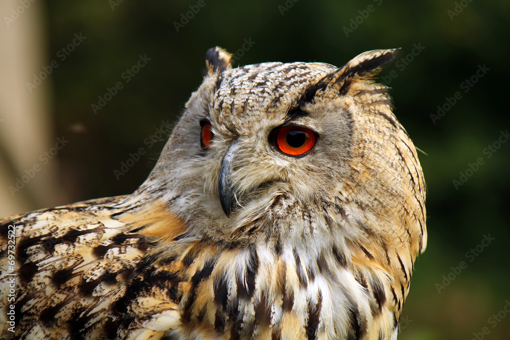 Fototapeta premium Eule, Uhu