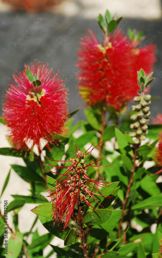 Spent Bottlebrush Flower