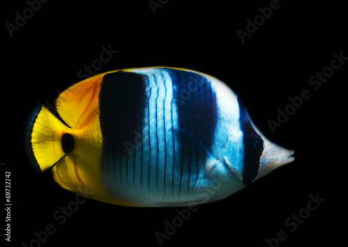 a butterfly fish