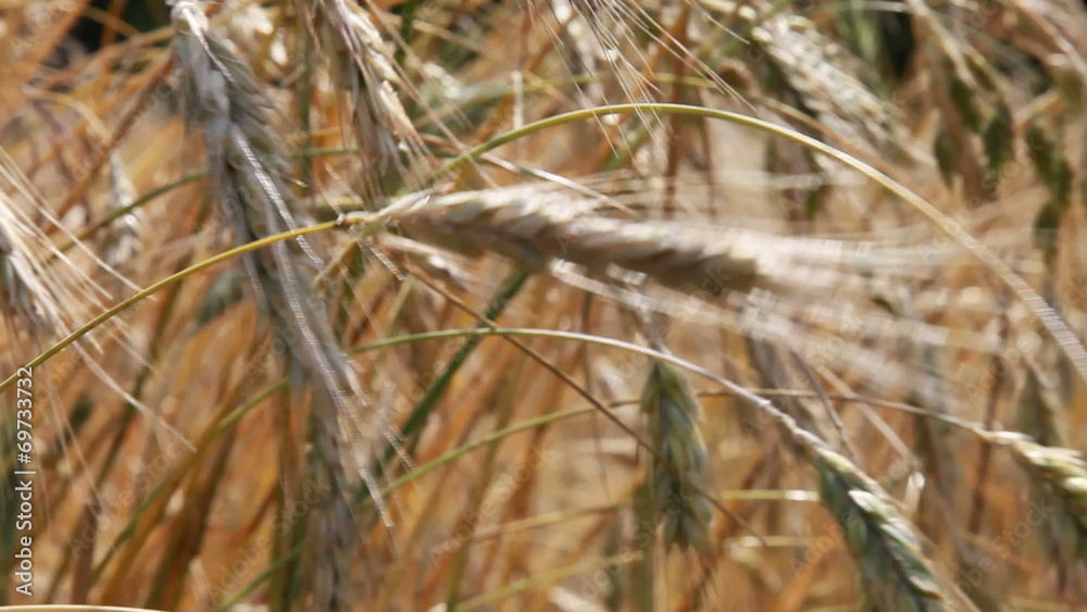 Summer field, golden ears of rye swaying in the wind Summer field, golden ears of rye swaying in the wind