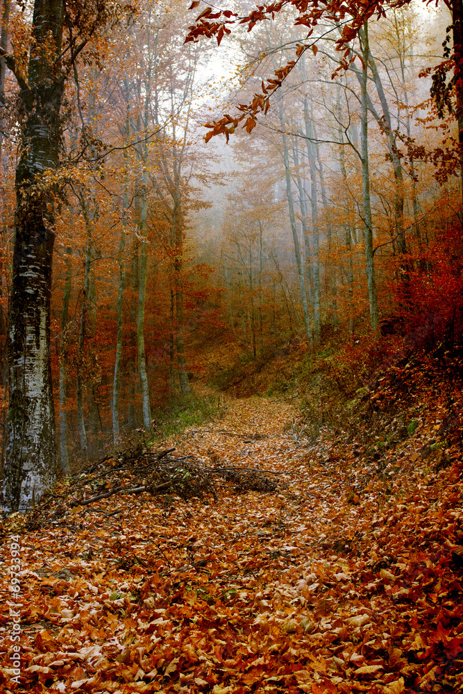 Obraz premium Leaves covered path in the forest