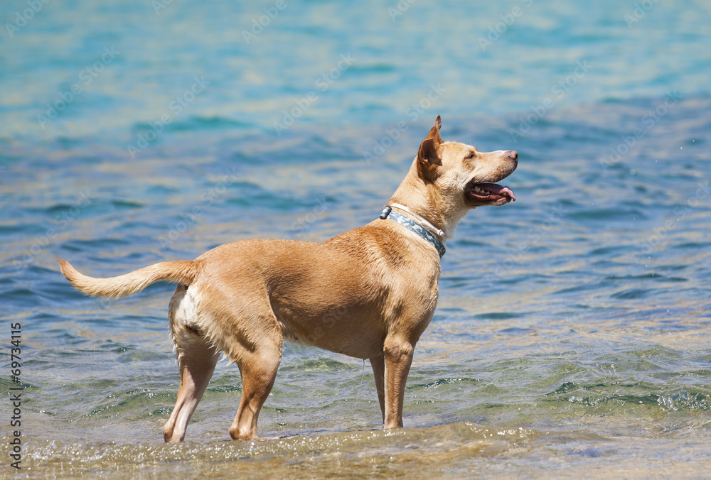 Dog playing in the water Dog playing in the water