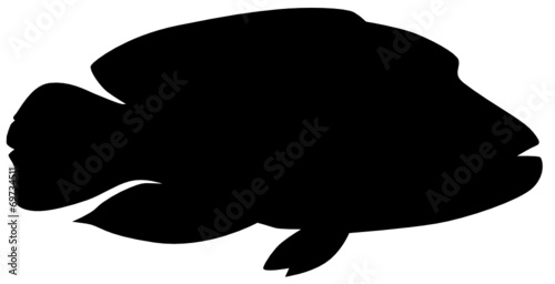 Napoleon-Lippfisch