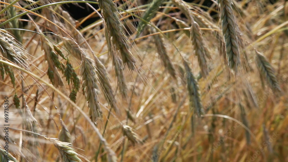 Summer field, ears of rye swaying in the wind Summer field, ears of rye swaying in the wind