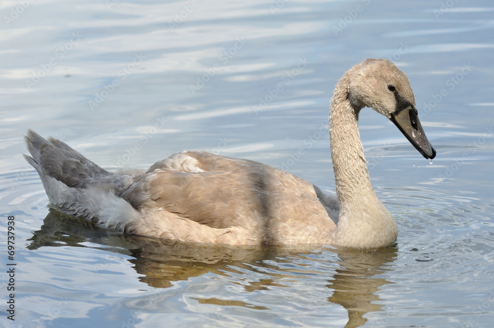 Gray baby swan on water