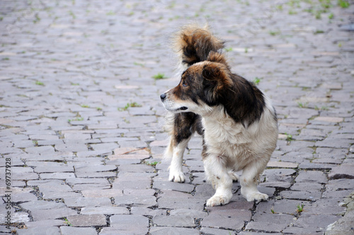 Tableau sur toile Dog with bandy legs on paving square