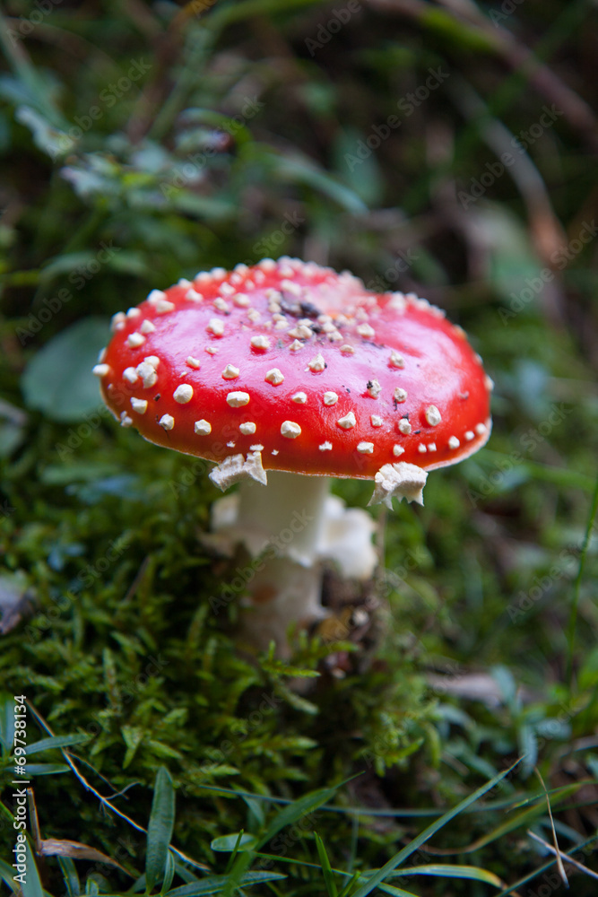 amanita muscaria