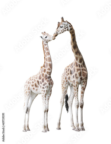 Two standing giraffes