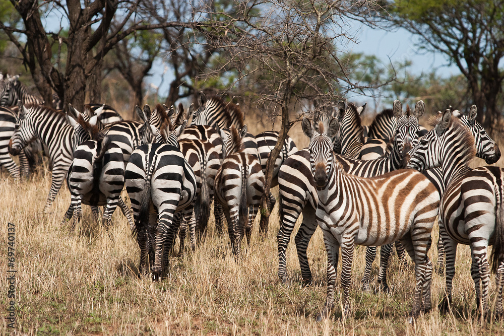 Obraz premium Zebra herd