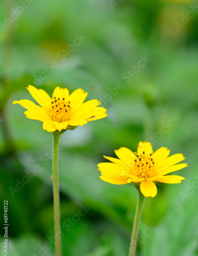 two yellow  flowers and blur background