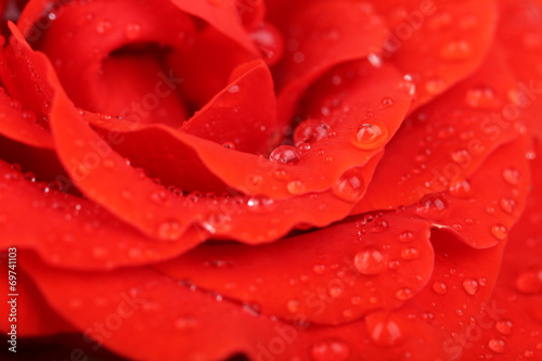 Water drops on rose petals  close-up