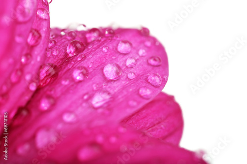 Water drops on chrysanthemum petals, close-up