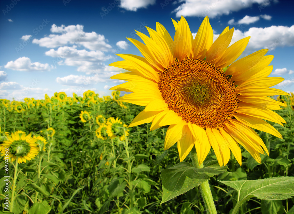 Beautiful landscape with sunflower field over cloudy blue sky Beautiful landscape with sunflower field over cloudy blue sky