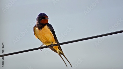 house swallow photo