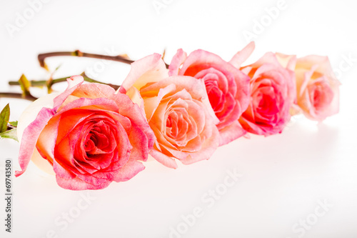 group of rose isolated on white background