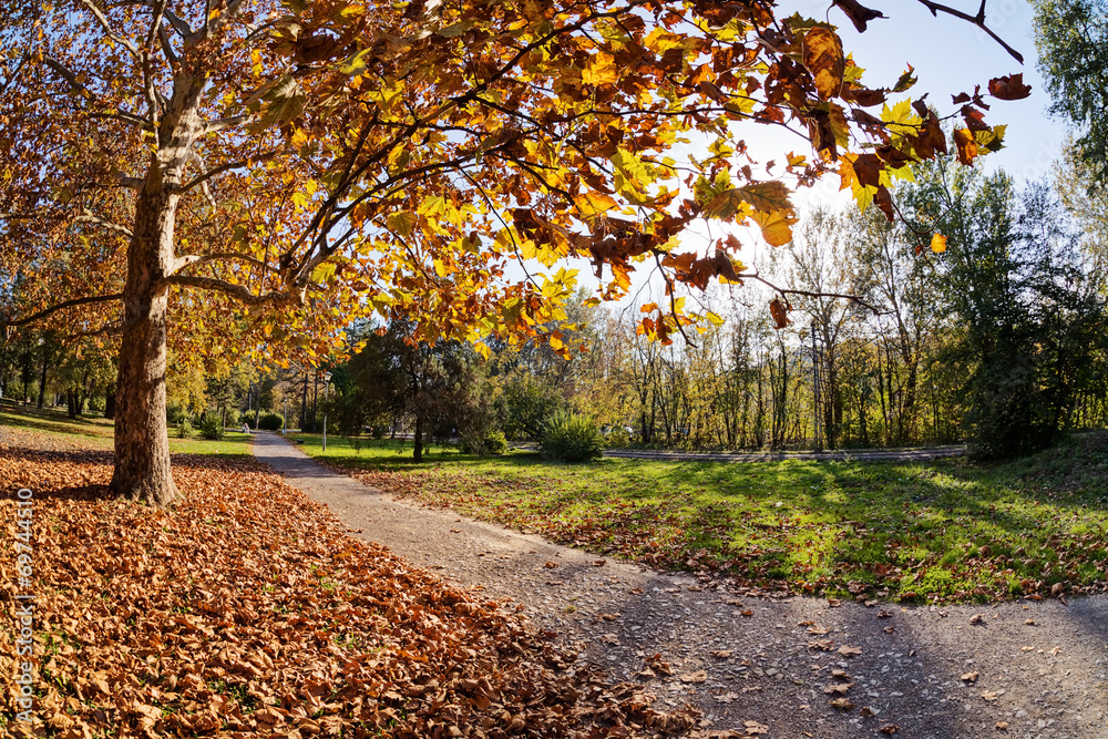 trees with fallen leaves trees with fallen leaves