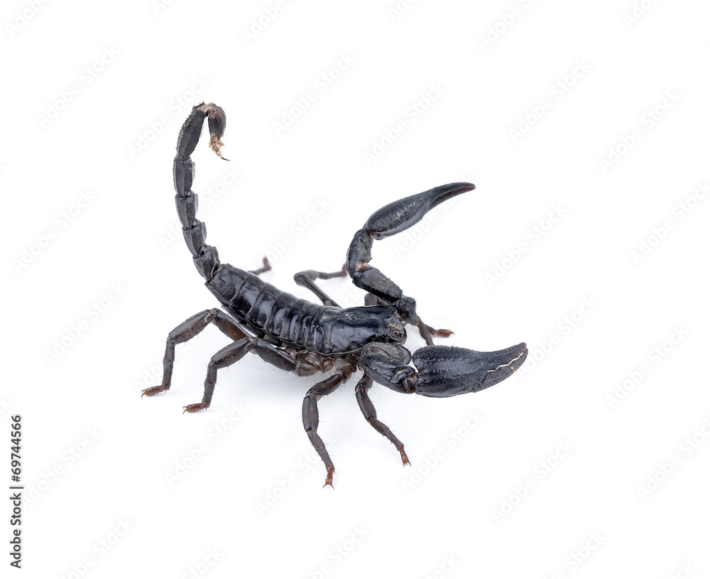 black scorpion on white background