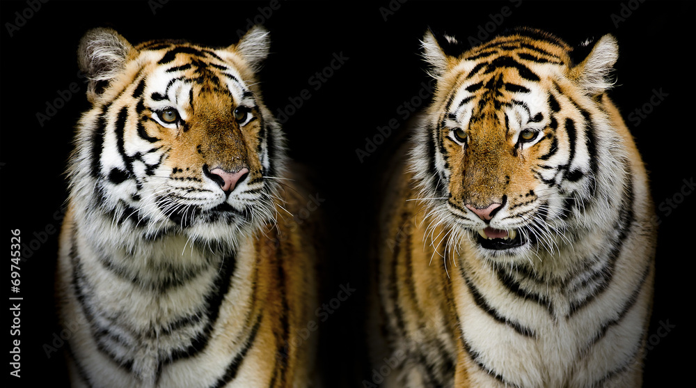 Obraz premium Twin tigerr. (And you could find more animals in my portfolio.)