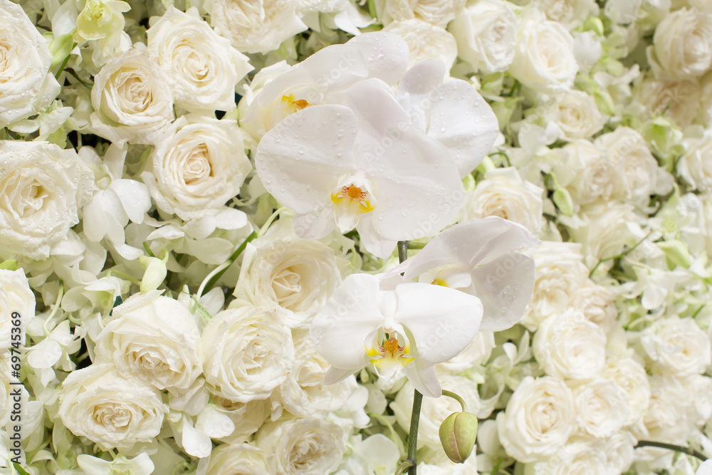 Spring blossom background - abstract floral border of white flow Spring blossom background - abstract floral border of white flow