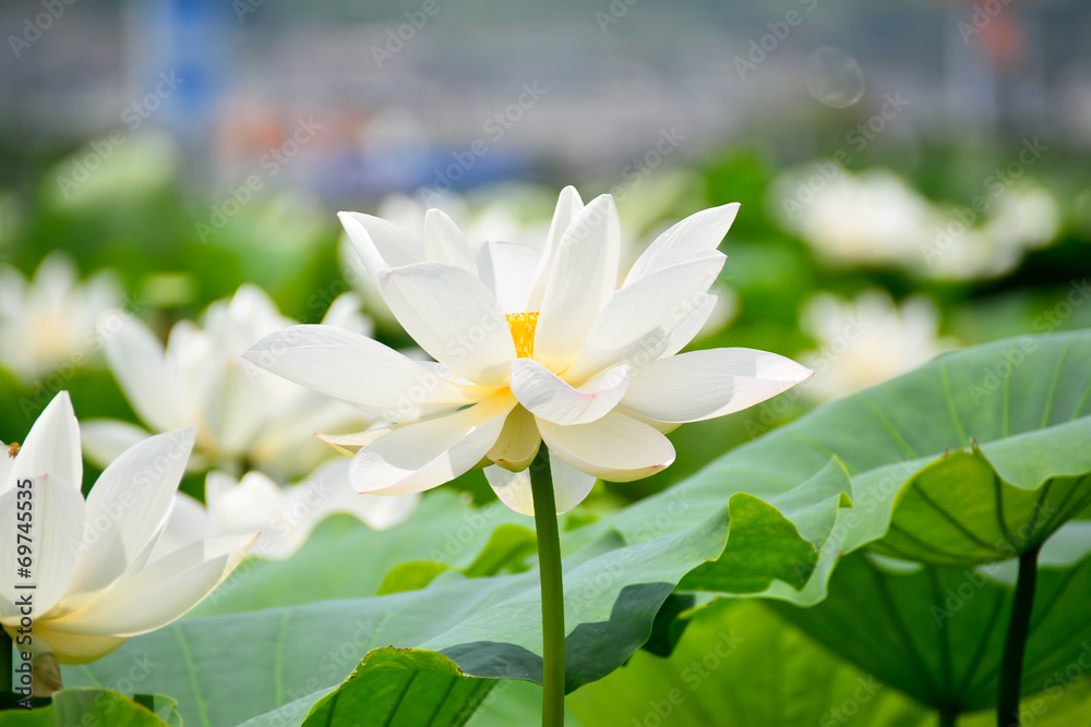 Fototapeta premium 白蓮華