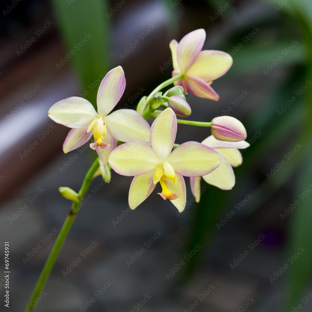 Obraz premium Yellow orchid