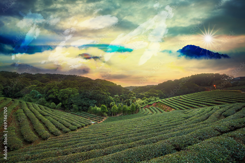 Fototapeta premium Beautiful tea garden sunset