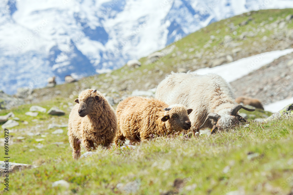Herd of sheep on Alpine meadow