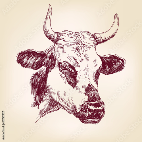 cow hand drawn vector llustration realistic sketch