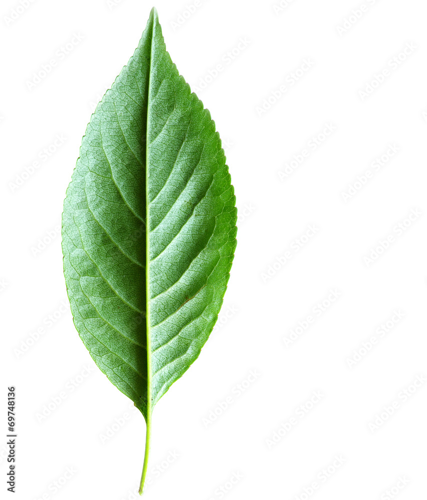 Obraz premium green leaf