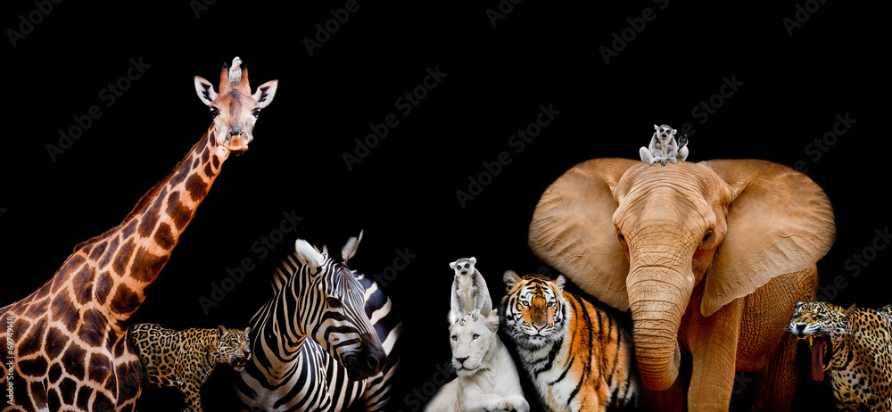 Fototapeta Grupa zwierząt jest razem na czarnym tle z tekstem