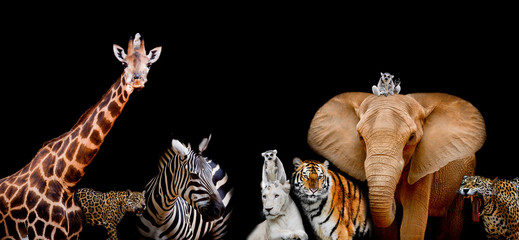 Ingelijste posters Wilde dieren Safaridieren silhouetten op zwarte achtergrond  © art9858