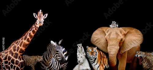 A group of animals are together on a black background with text