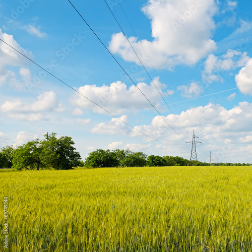 wheat field, blue sky and power lines