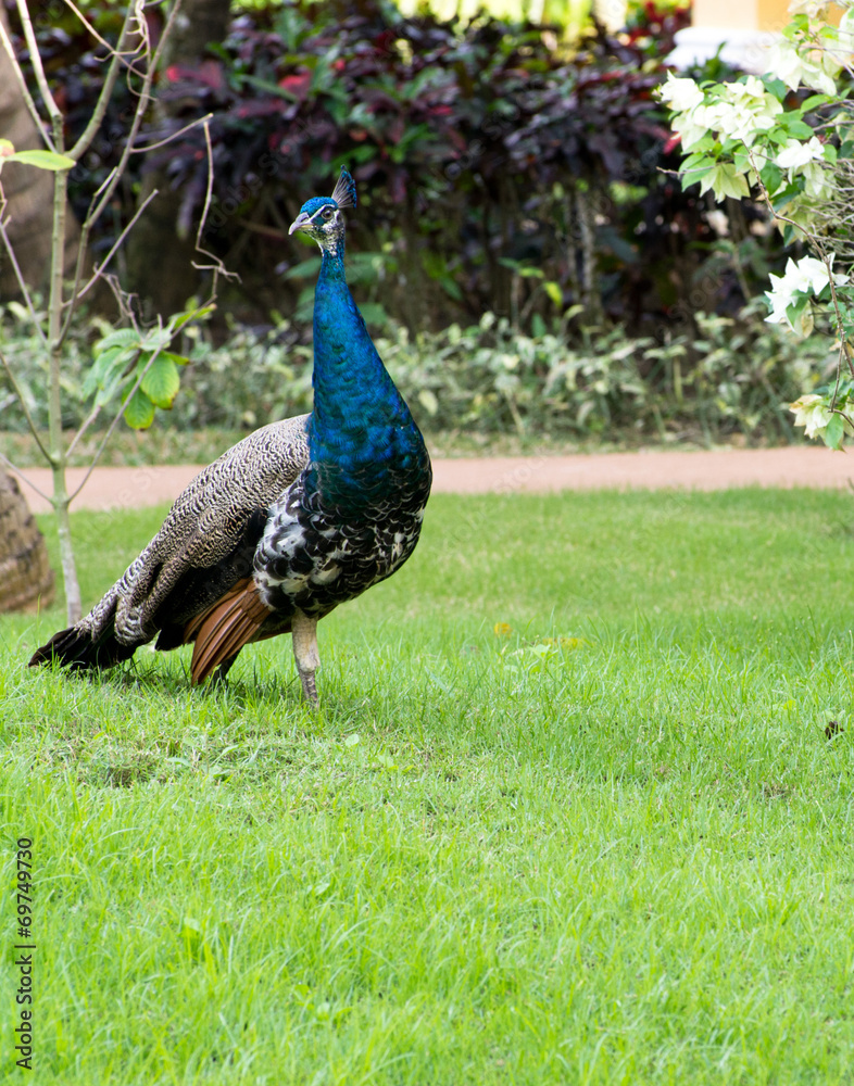 Obraz premium peacock
