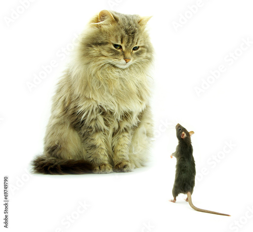 cat and rat