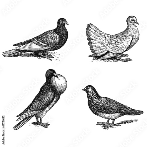 Différentes Races de Pigeons