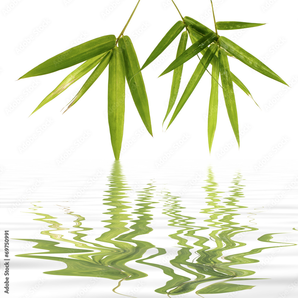 Naklejka premium Young green bamboo leaves