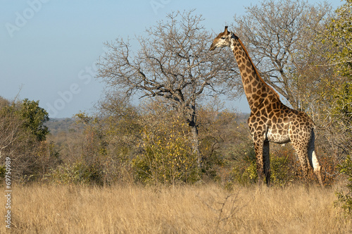 Giraffe in the kruger National Park in horizontal
