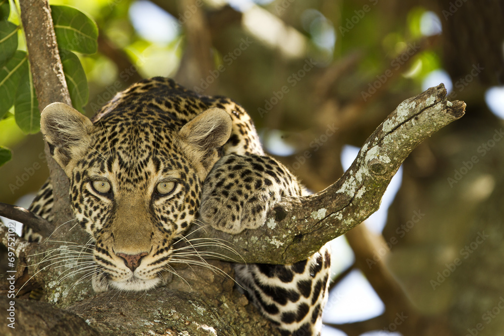 Obraz premium Leopard