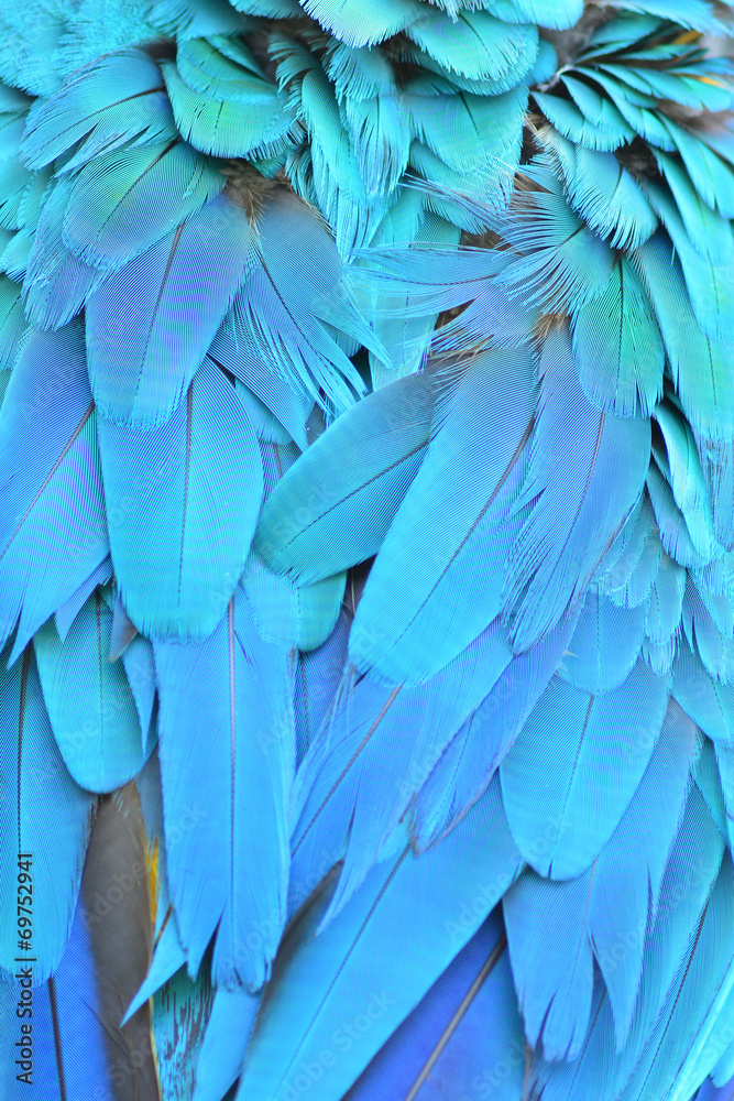 Fototapeta premium Macaw feathers