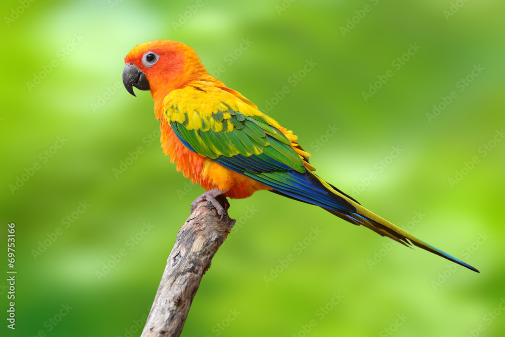 Obraz premium Papuga Sun Conure