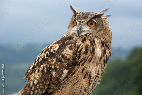 eurasian eagle owl.(Bubo bubo)