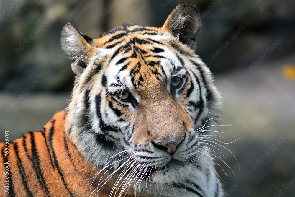 Fototapeta premium tiger