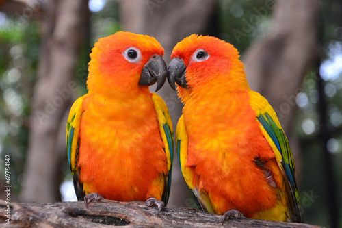 Sun Conure parrot bird © thawats